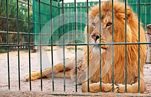 A lion lies in the cage.