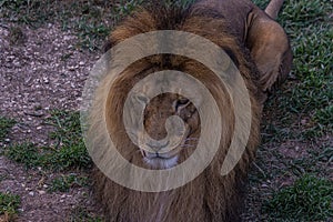 The lion lies on the grass and proudly looks forward. The lion Panthera leo is a species in the family Felidae. Typically, the