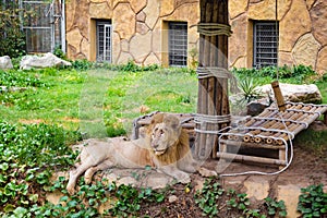 The lion lies on a large stone in the zoo under a canopy