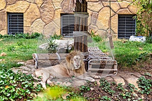 The lion lies on a large stone in the zoo under a canopy