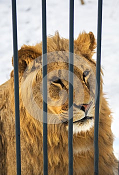 Lion lies on snow, big beautiful cat, beautiful redhead predator, the cat in the snow.