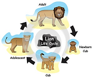 Lion Life Cycle Infographic Diagram photo