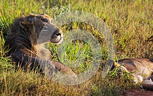 A lion with a lion lying in the grass in a savanna in the park of the taita hills at sunrise