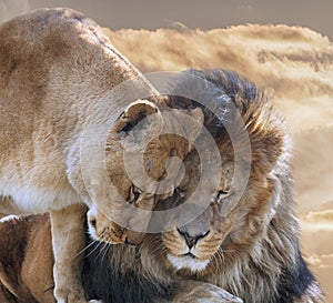 Lion with Lioness