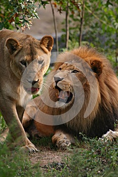 Lion and lioness