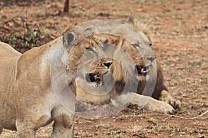 Lion and lioness