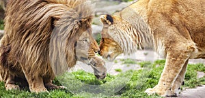 Lion and Lioness