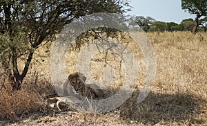 Lion and Lioness