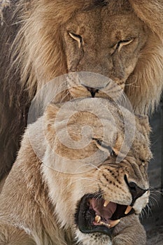 Lion and lioness