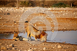 Lion and lioness