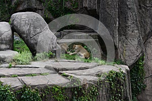 Lion and Lioness