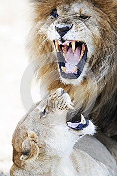 Lion and Lioness Aggression During Mating