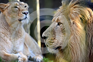 Lion and lioness. Asiatic lions portrait.