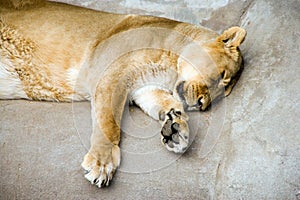 Lion lioness big cat mammal predator Africa savanna zoo