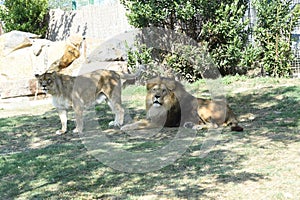 The lion and the lioness are carnivorous mammals of the felid family