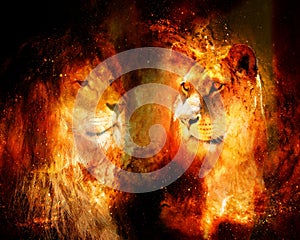 Lion and lioness in the cosmic space. photos and graphic effect.