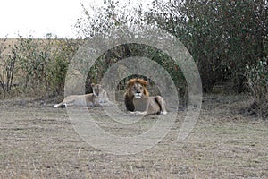 Lion lioness couple in maasai mara