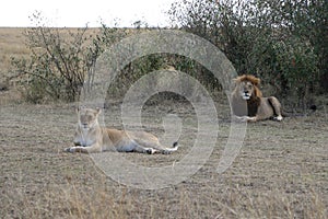 Lion lioness couple in maasai mara