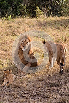 Lion Lioness And Cub On Savannah Grassland In The Maasai Mara National Game Reserve Park Rift valley Narok County Kenya East Afric