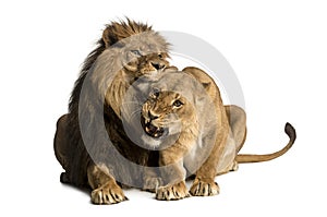 Lion and lioness cuddling, lying, Panthera leo