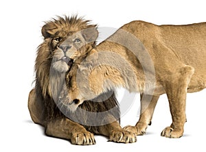 Lion and lioness cuddling, Panthera leo, isolated