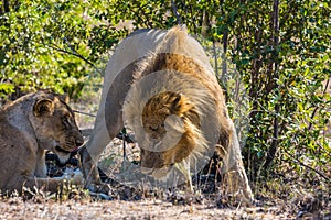 The lion and lioness have a rest in the park savanna