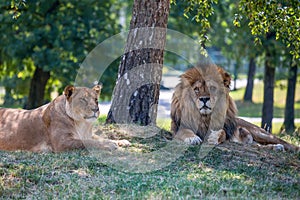 Lion and lioness lie down on the grass.