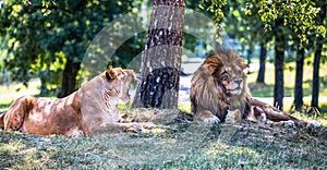 Lion and lioness lie down on the grass.