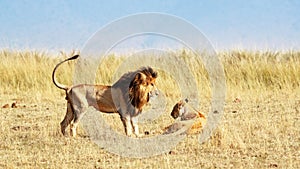 Lion and Lioness Looking at Each Other in Africa