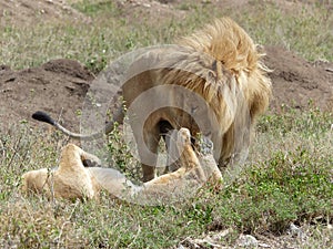 A lion and a lioness in love