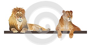 Lion and lioness lying together, realistic vector