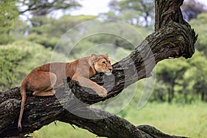 Lion lioness lying on the tree close to Ndutu Lake