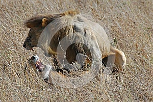 Lion and lioness mate