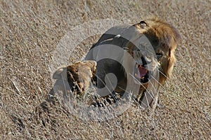 Lion and lioness mate
