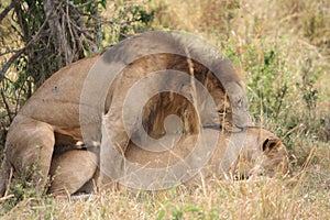 Lion and lioness mating