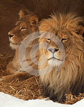 Lion and lioness relaxing