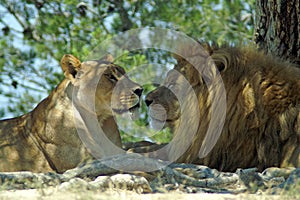 The lion and lioness rest in the shade of a tree