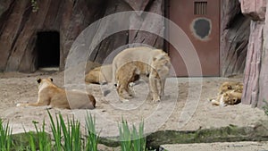 Lion and lioness resting in the zoo. The lion lies on the ground.