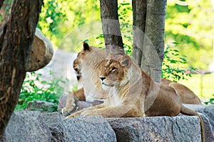 Lion and lioness rests