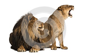 Lion with lioness roaring, next to each other, Panthera leo