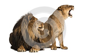 Lion with lioness roaring, next to each other, Panthera leo photo