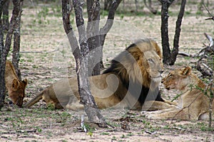 Lion and lioness in the Savana