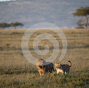 Lion and Lioness at the Serengeti National Park