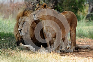 Lion and lioness sitting on grass