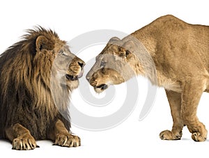 Lion and lioness sniffing each other, Panthera leo, isolated on