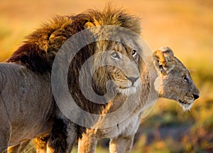 Lion and Lioness standing together. Botswana. Okavango Delta.