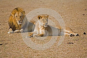Lion and lioness together