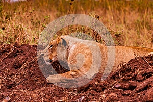 Lion Lioness Wildlife Animals Mammal Savannah Grassland Wilderness Field Meadow in Nairobi National Park Kenya East Africa