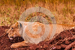 Lion Lioness Wildlife Animals Mammal Savannah Grassland Wilderness Field Meadow in Nairobi National Park Kenya East Africa