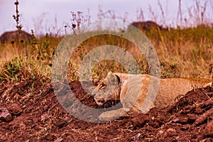 Lion Lioness Wildlife Animals Mammal Savannah Grassland Wilderness Field Meadow in Nairobi National Park Kenya East Africa